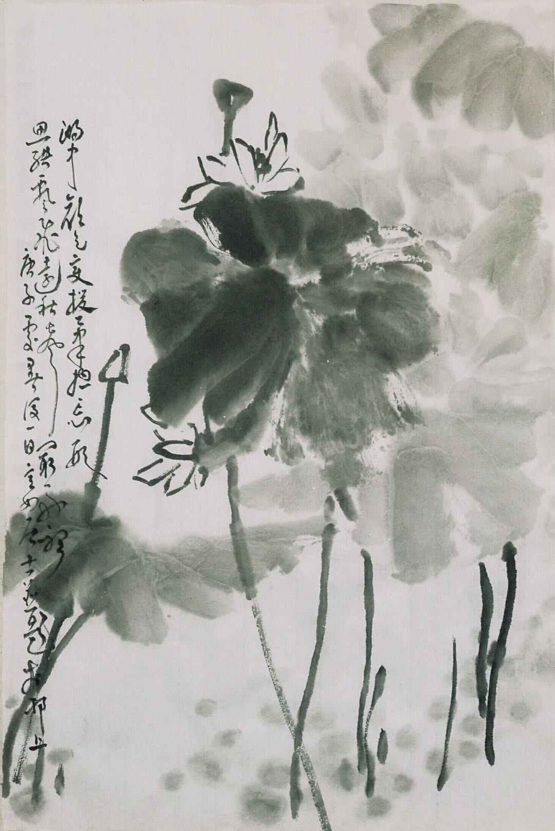 映日荷花